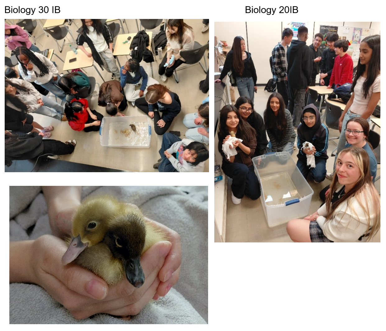 Biology 30 IB Ducklings 2026